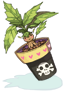 マンドラゴラの鉢植え