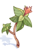 毒草マキュラータ