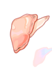 貝のむきみ