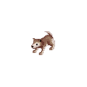 子デザートウルフ